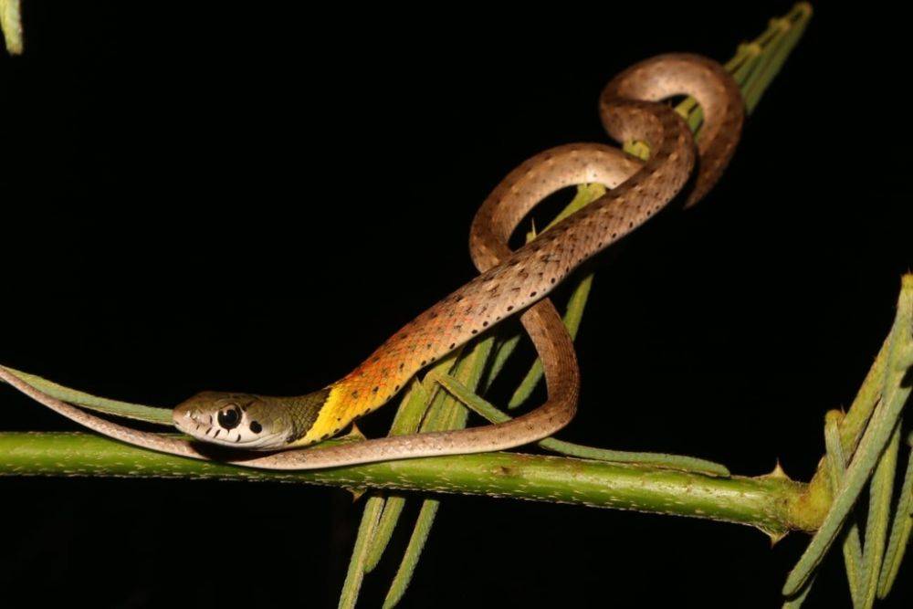 6 Spesies Ular Picung Asli Indonesia, Waspada!