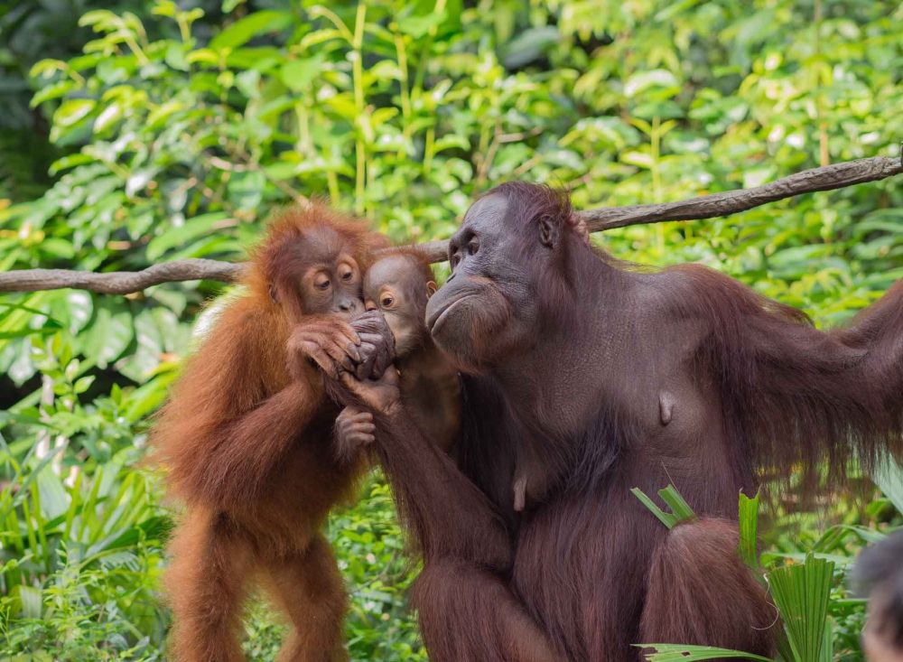 Mengapa Orangutan Hanya Ada di Indonesia? Ini Jawabannya