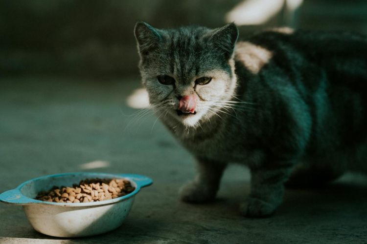 5 Alasan Kucing Sering Menyisakan Makanannya, Belum Tentu Picky Eater