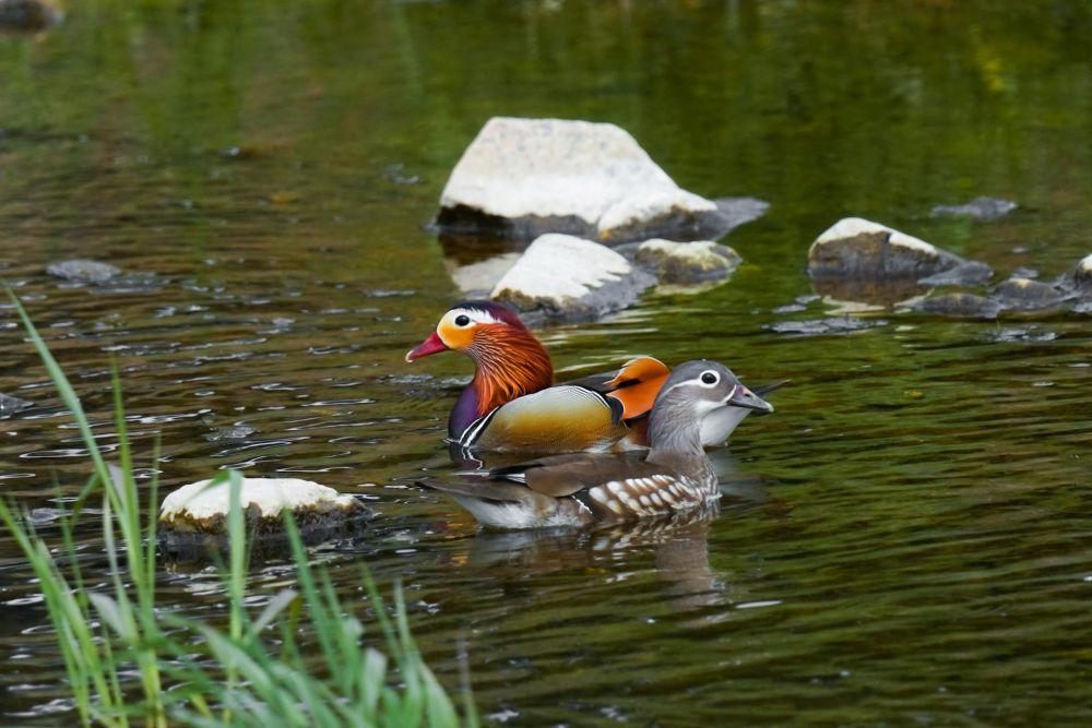 9 Fakta Unik Bebek Mandarin, Simbol Cinta dalam Budaya Asia