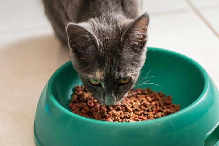 5 Alasan Kucing Sering Menyisakan Makanannya, Belum Tentu Picky Eater