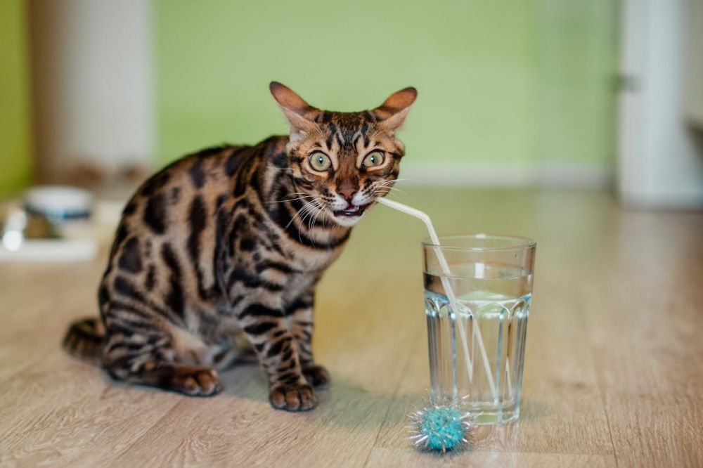 7 Benda Random yang Disukai Kucing, Gak Perlu Beli Mainan Mahal