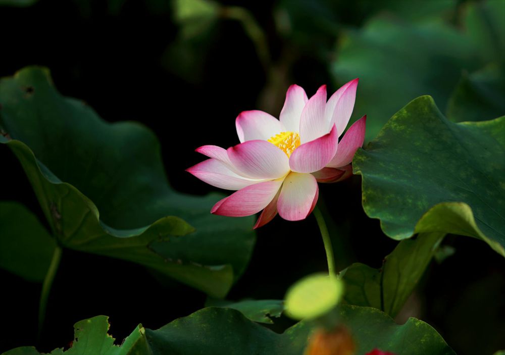 6 Rekomendasi Aquatic Flower untuk Percantik Kolammu, Bunganya Indah