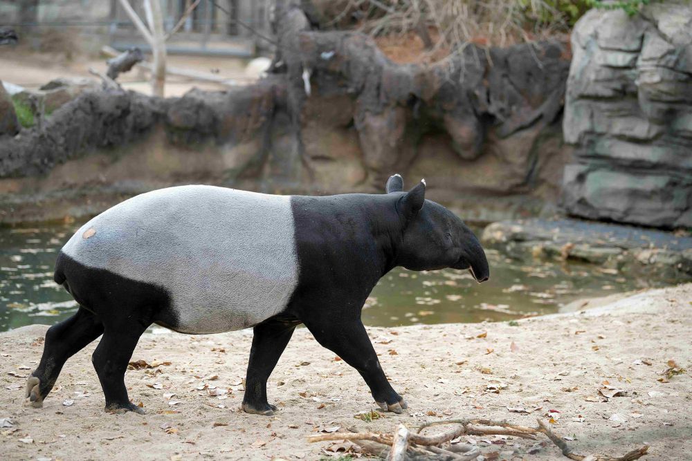 Tapir Sumatra, Satu-satunya Punya Warna Hitam Putih di Dunia