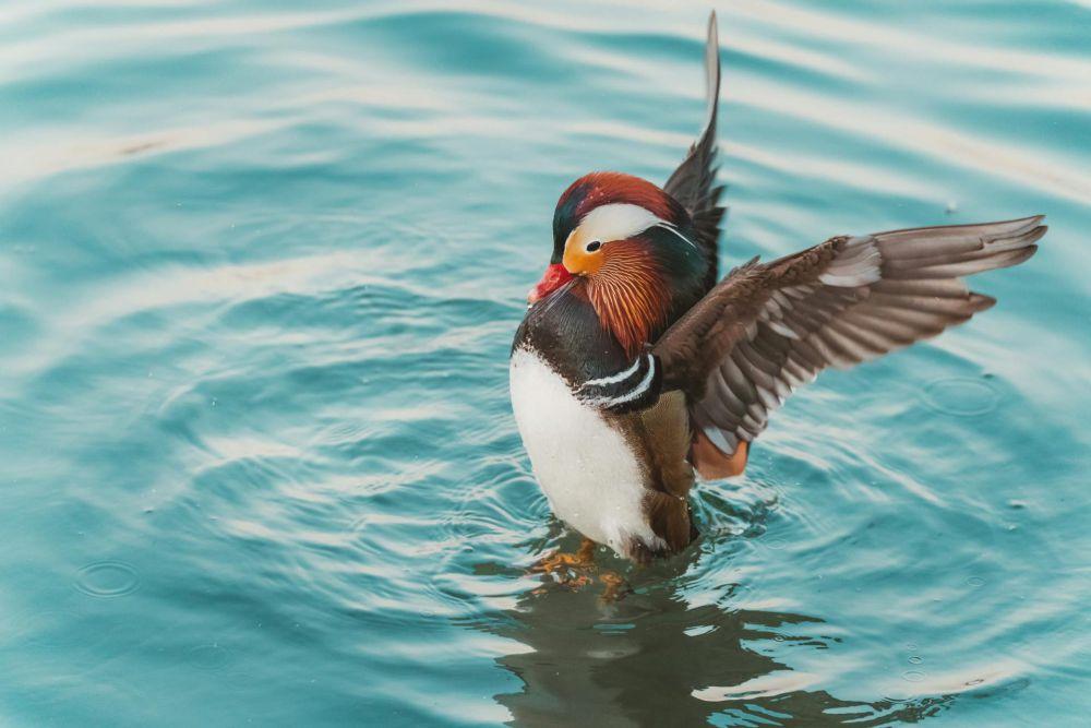 9 Fakta Unik Bebek Mandarin, Simbol Cinta dalam Budaya Asia