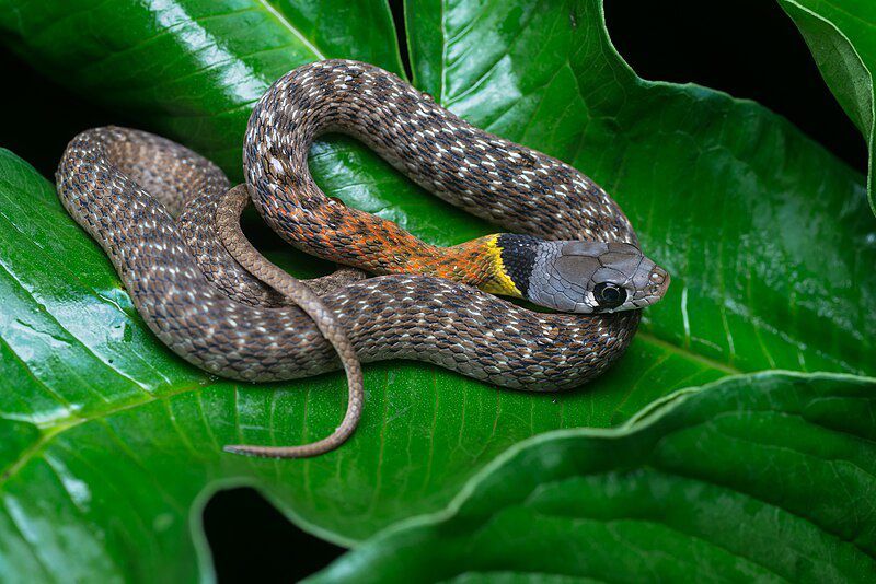 4 Spesies Ular Paling Beracun di Thailand, Jangan Lengah!