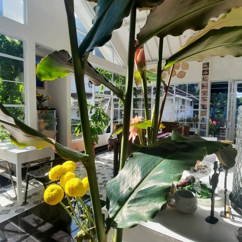 Rumah Rasa Kaliurang, Kafe dengan Taman Bunga yang Instagenic