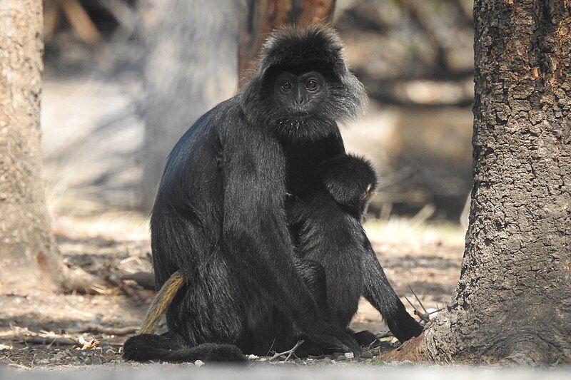 7 Fakta Terunik Lutung Budeng, Predatornya Cuma Manusia!