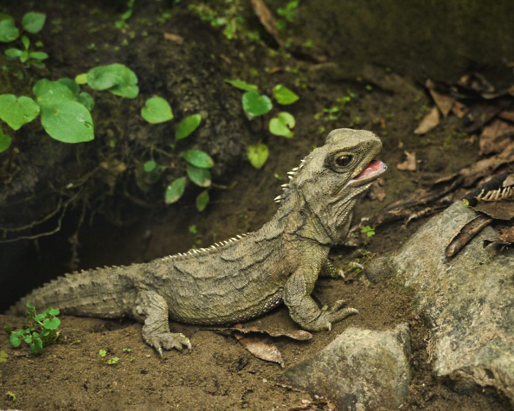 Mengenal Squamata, Ordo Reptil yang Mencakup Ular dan Kadal