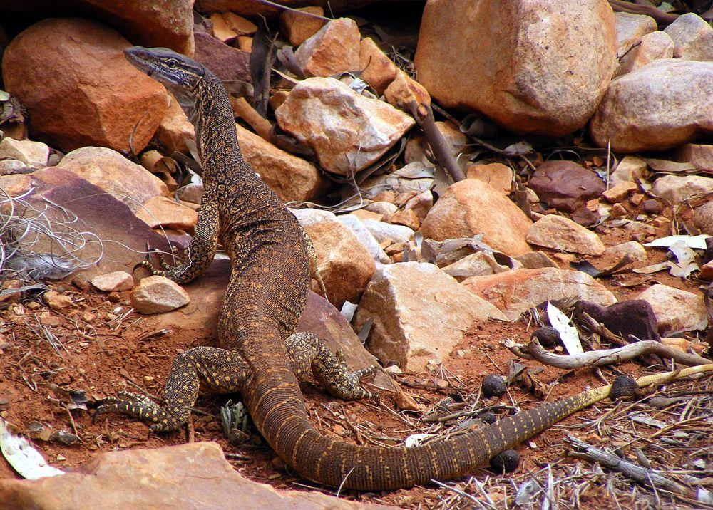 6 Spesies Biawak dari Australia, Ada yang Hidup di Gurun