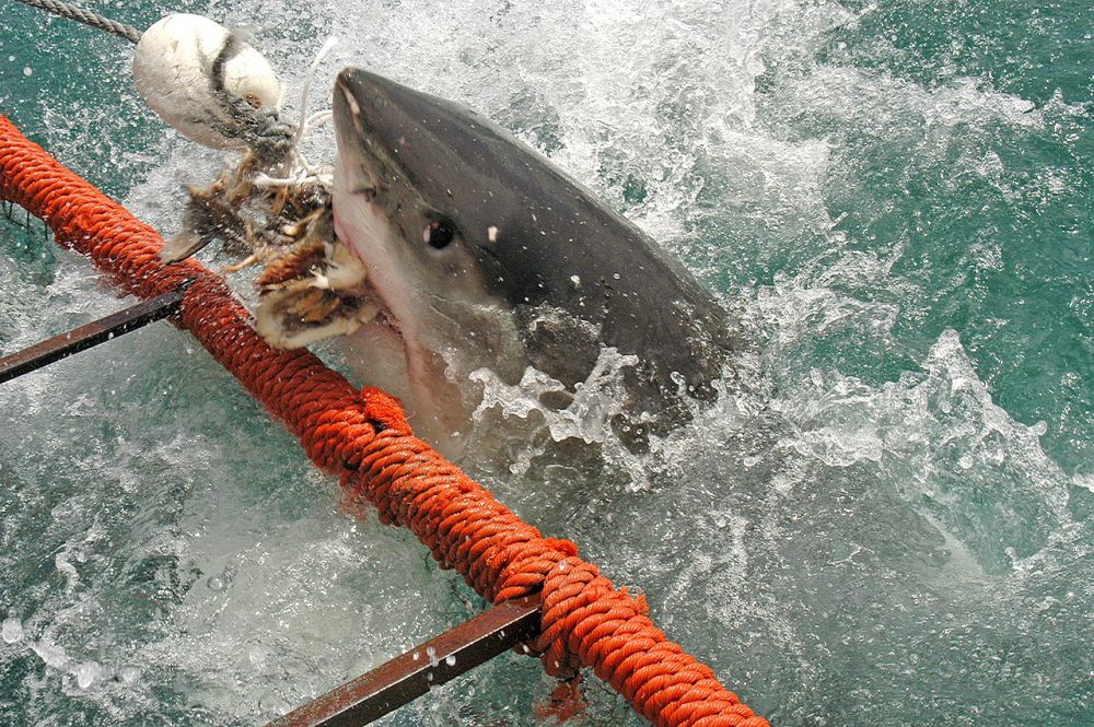 5 Perbedaan Megalodon dan Hiu Putih, Dapat Dibedakan dari Ukuran Tubuh