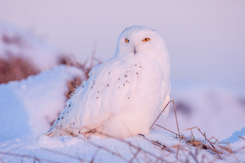 7 Fakta Burung Hantu Salju, Hedwig Peliharaan Harry Potter