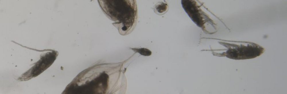 6	Fakta Zooplankton, Memiliki Miliaran Populasi di Lautan