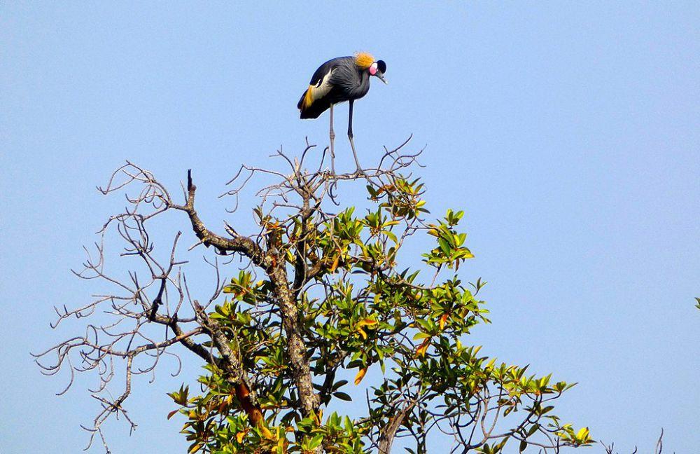 6 Fakta Bangau Mahkota Hitam, Satu-satu Bangau Bisa Memanjat