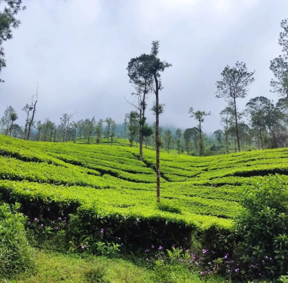 Gunung Kembang Wonosobo: Lokasi, Rute, Harga, dan Aktivitas