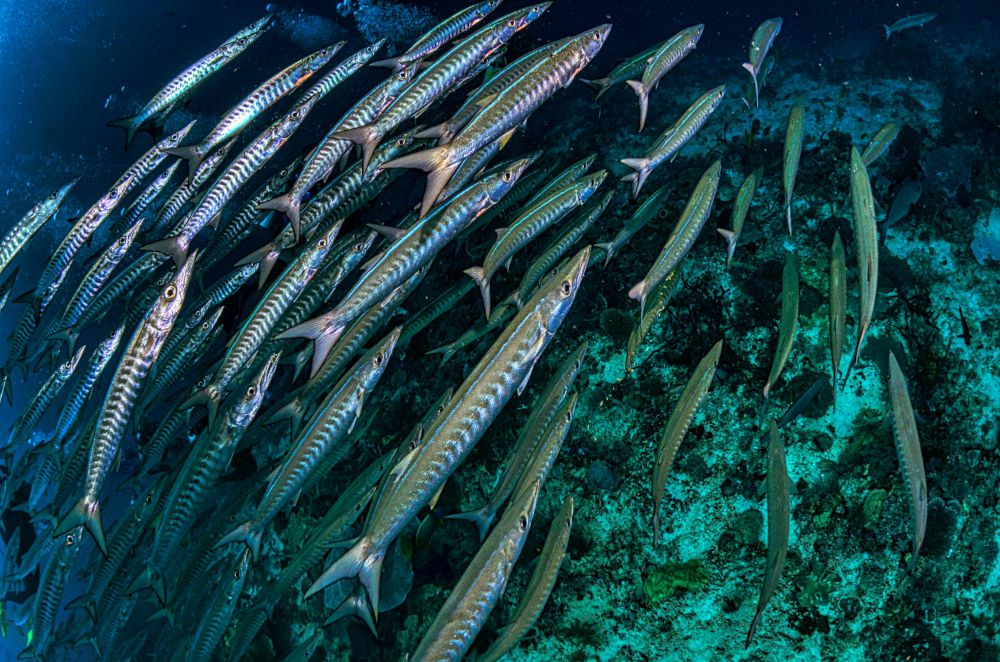 5 Fakta Ikan Barakuda, Predator Laut dengan Gigi Tajam!