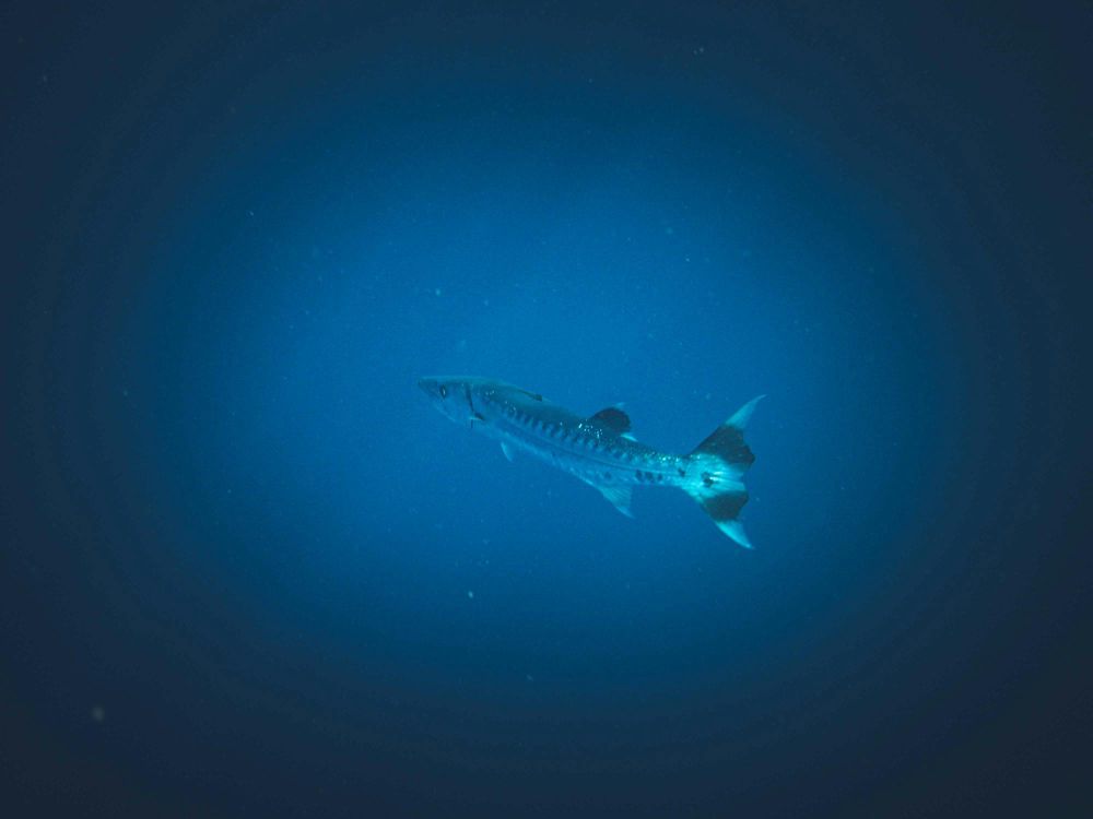 5 Fakta Ikan Barakuda, Predator Laut dengan Gigi Tajam!