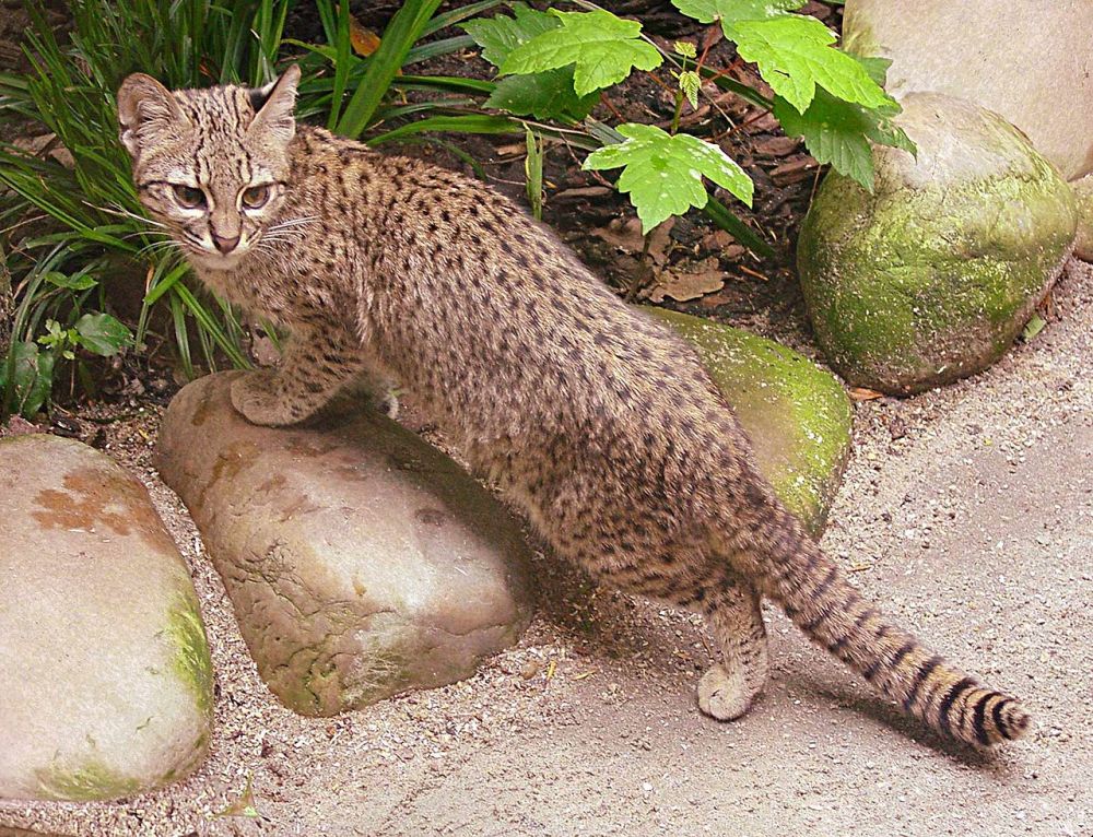 8 Spesies Kucing dari Genus Leopardus, Si Kecil Penghuni Hutan Amerika