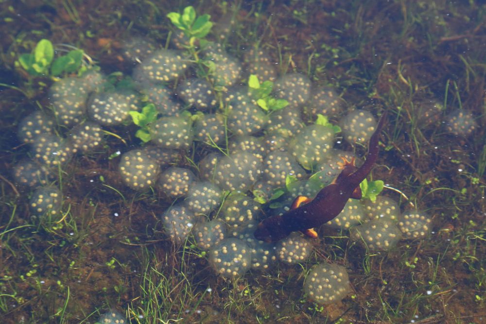 8 Fakta Menarik California Newt, Racunnya Lebih Kuat dari Sianida