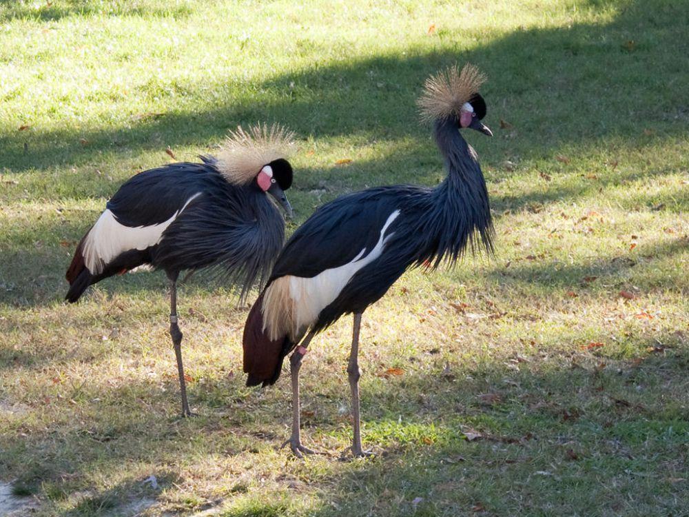 6 Fakta Bangau Mahkota Hitam, Satu-satu Bangau Bisa Memanjat