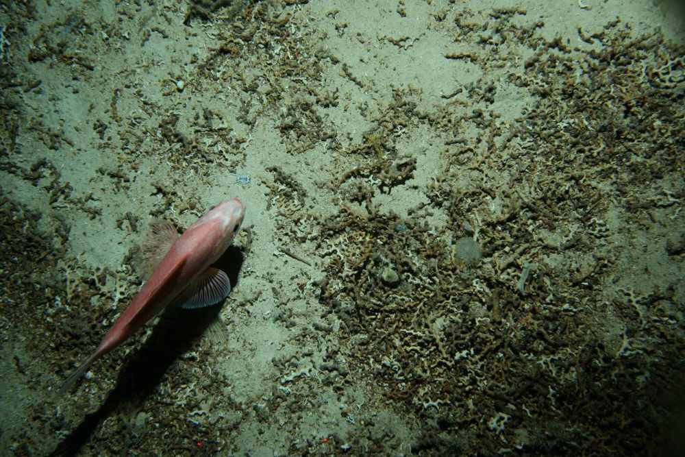 5 Fakta Orange Roughy, Bisa Hidup hingga 200 Tahun Lamanya!