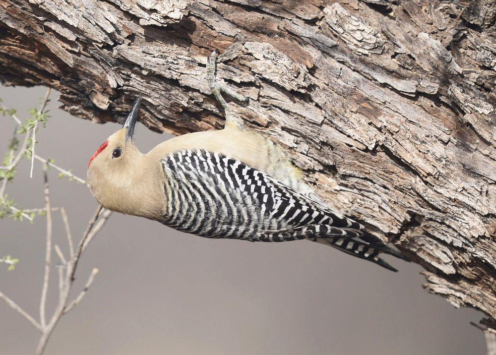 6 Fakta Gila Woodpecker, Punya Banyak Cara untuk Mengusir Pe