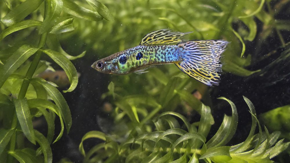 13 Spesies Ikan Gupi Tercantik, Pola dan Bentuk Ekornya Menawan!