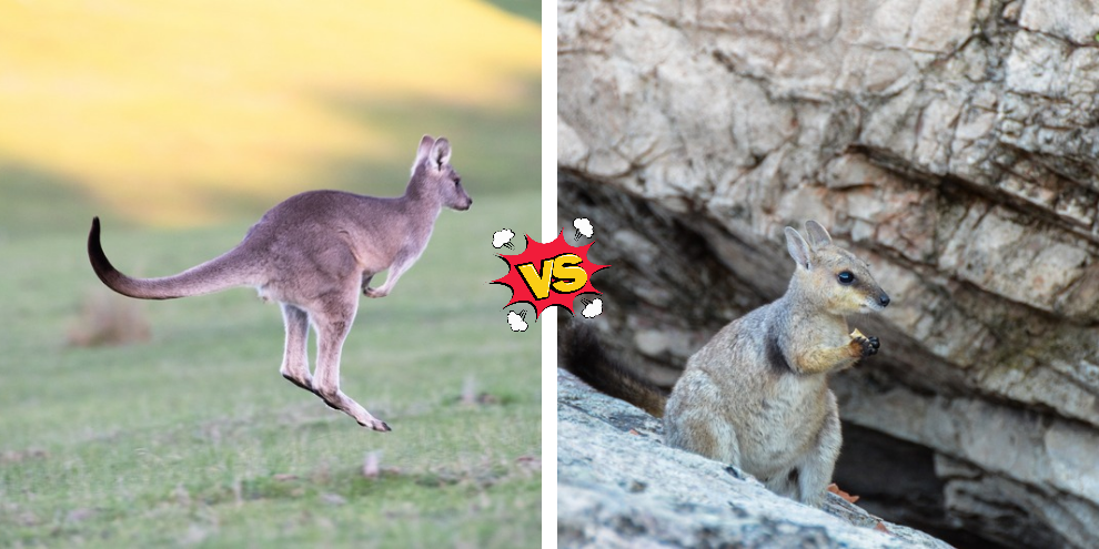 7 Perbedaan Kanguru dengan Walabi, Jangan Sampai Tertukar!