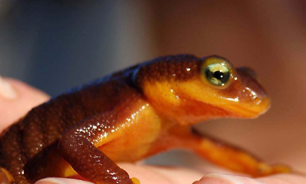 8 Fakta Menarik California Newt, Racunnya Lebih Kuat dari Sianida