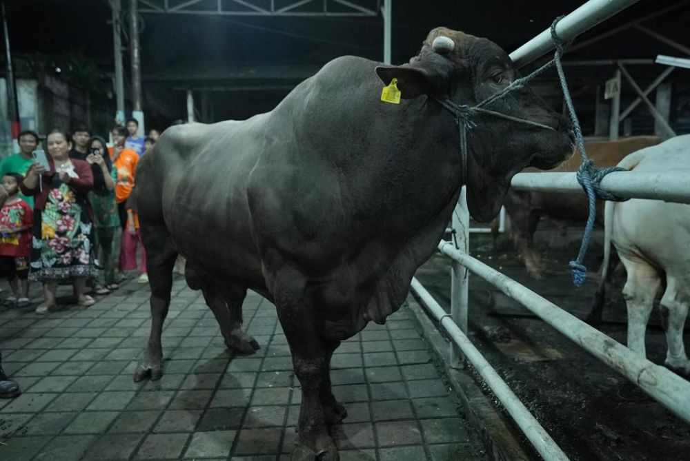 Pemkot Bandung Cek Kesehatan Hewan Kurban Dapati Domba Belum Laik Jual