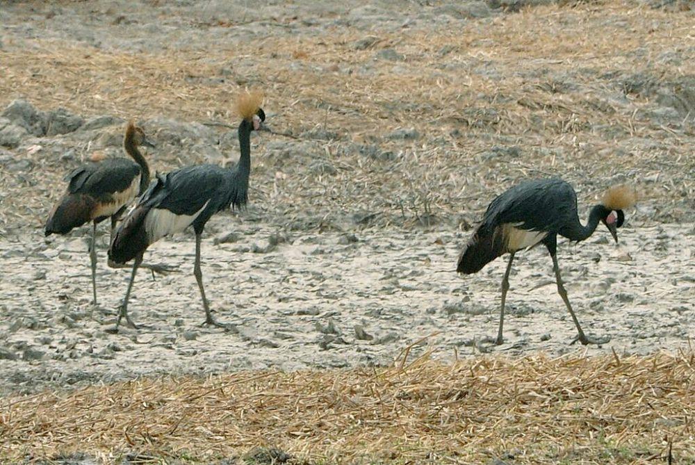 6 Fakta Bangau Mahkota Hitam, Satu-satu Bangau Bisa Memanjat