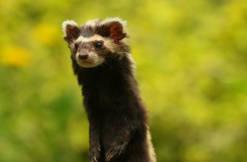 5 Fakta Unik Marbled Polecat, Mamalia Kecil Berbau Busuk!