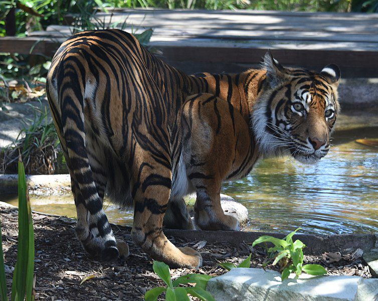 Harimau Terkam Pekerja di Riau, Kepala Robek Akibat Cakaran