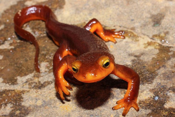 8 Fakta Menarik California Newt, Racunnya Lebih Kuat dari Sianida