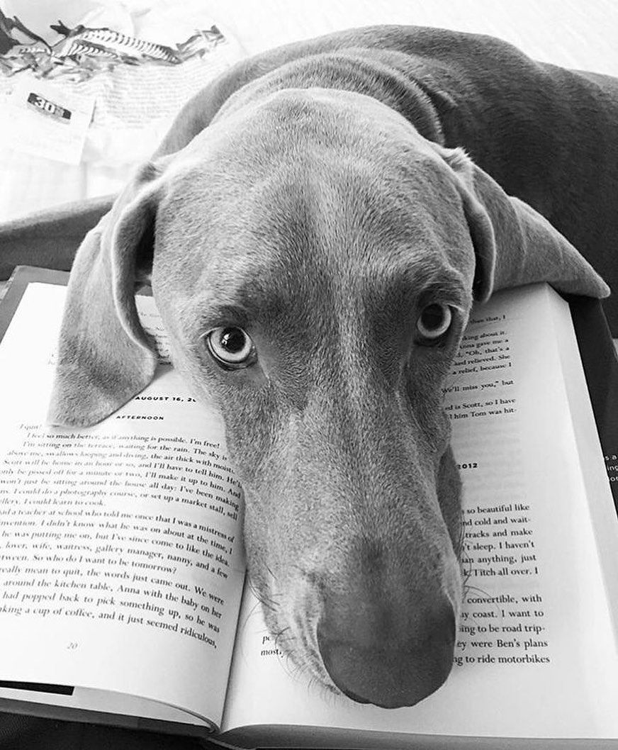 10 Potret Anjing Baca Buku, Memangnya Paham?