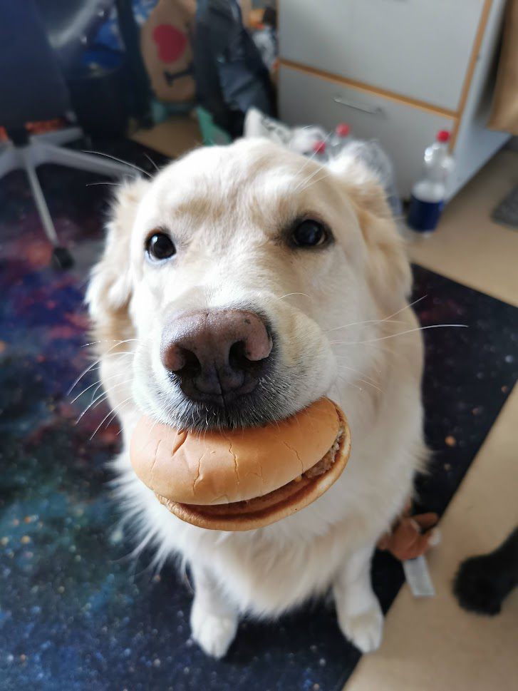 10 Potret Anjing Makan Burger, Pasti Enak Betul!