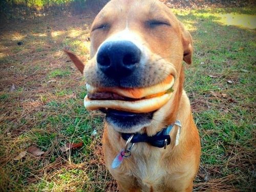 10 Potret Anjing Makan Burger, Pasti Enak Betul!