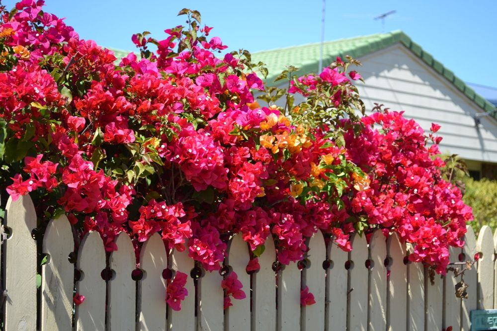 Apa itu Bunga Bougainvillea? Ini Makna dan Jenis-Jenisnya