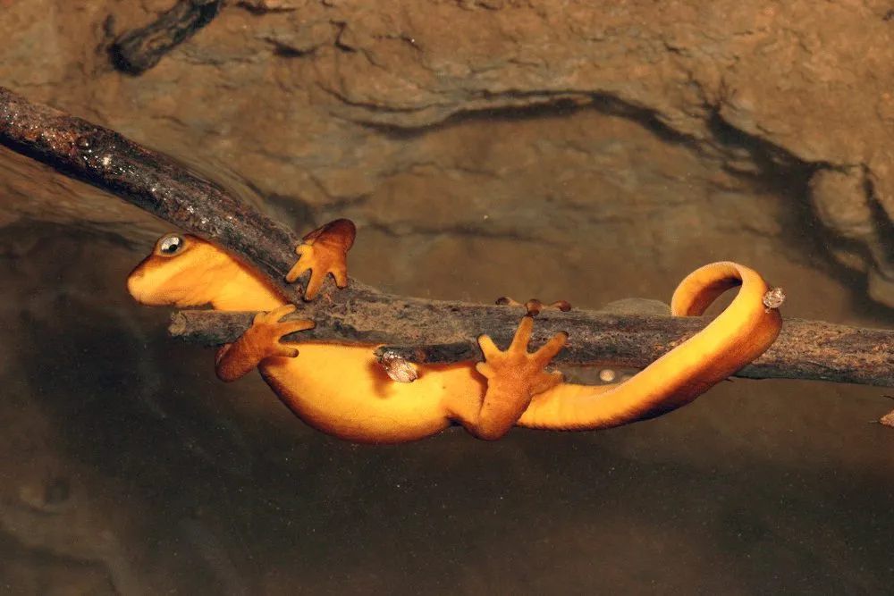 8 Fakta Menarik California Newt, Racunnya Lebih Kuat dari Sianida