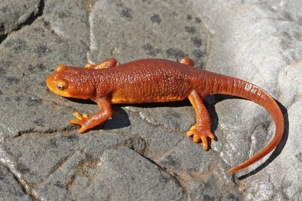 8 Fakta Menarik California Newt, Racunnya Lebih Kuat dari Sianida