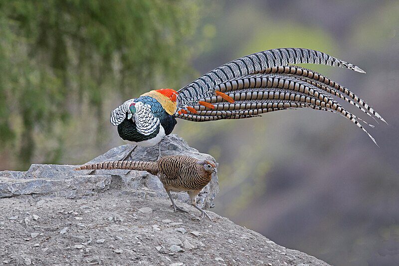 100 Burung dengan Warna Tercantik di Dunia - Lady Amherst's Pheasant