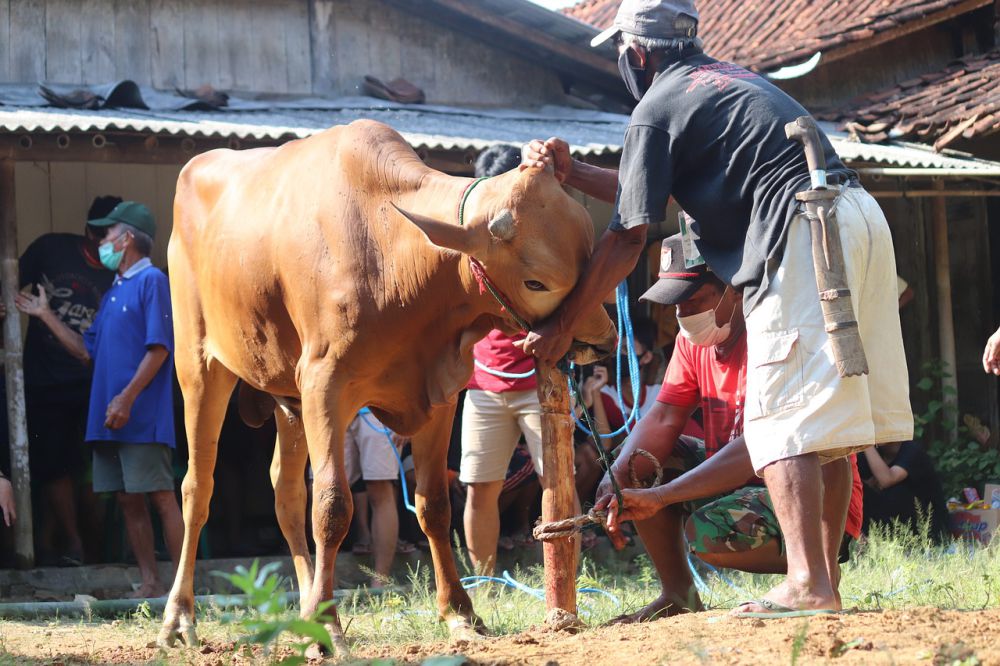 Pemkot Yogyakarta Pastikan Tak Ada Hewan Kurban yang Sakit  