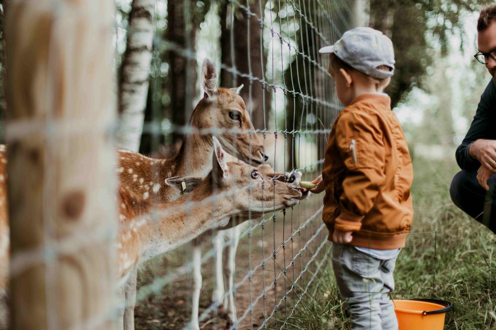 4 Perbedaan Taman Safari dan Kebun Binatang, Mana yang Cocok denganmu?