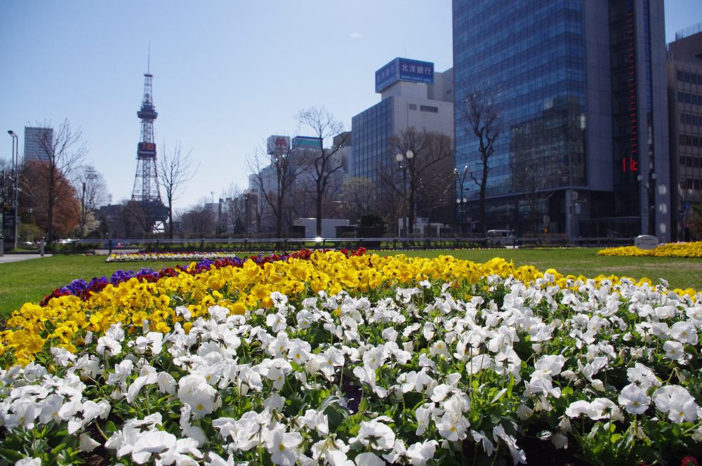 Sapporo: Kota dengan Festival Salju Terkenal dan Pemandangan Musim Dingin yang Cantik