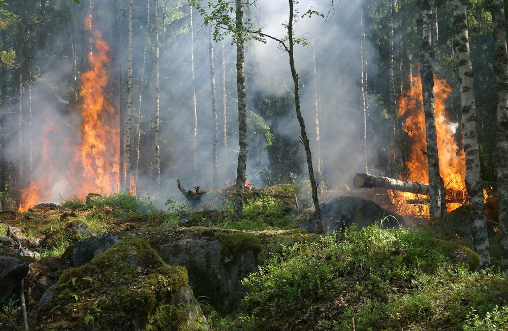 Hutan dan Lahan Seluas 681 Hektare Terbakar di Riau