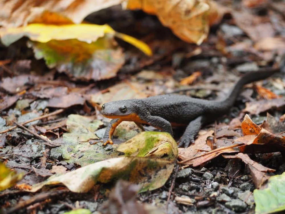 8 Fakta Menarik California Newt, Racunnya Lebih Kuat dari Sianida