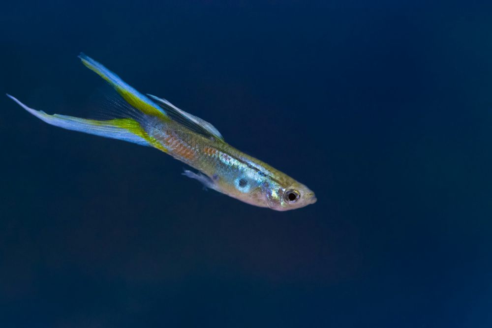 13 Spesies Ikan Gupi Tercantik, Pola dan Bentuk Ekornya Menawan!