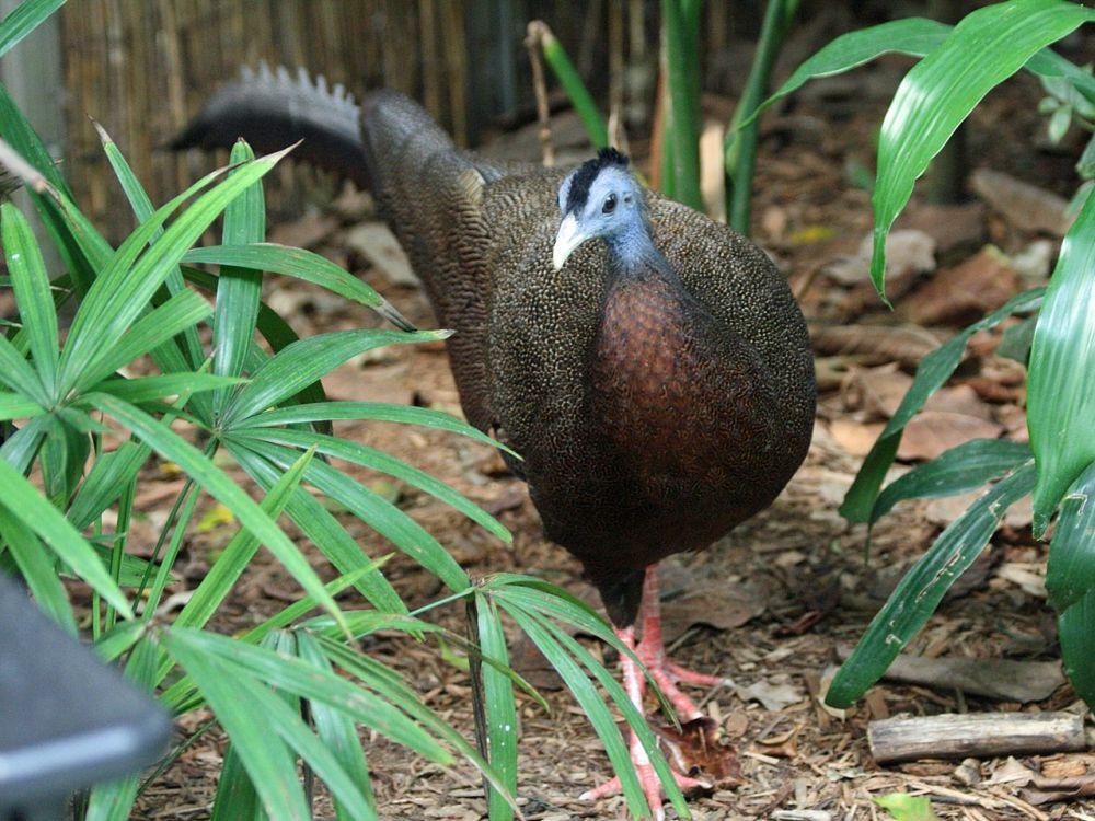 Burung Ayam-Ayaman di Asia dengan Status Terancam Punah