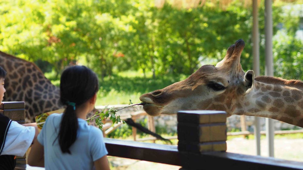 4 Perbedaan Taman Safari dan Kebun Binatang, Mana yang Cocok denganmu?