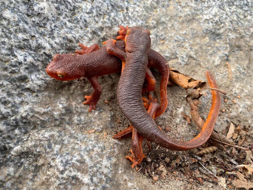 8 Fakta Menarik California Newt, Racunnya Lebih Kuat dari Sianida